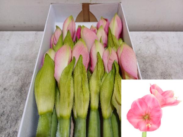 Vollsortiment - Amaryllis (di) PARIS